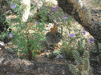 Rabbit, plants, flowers, ground, tree HD wallpaper