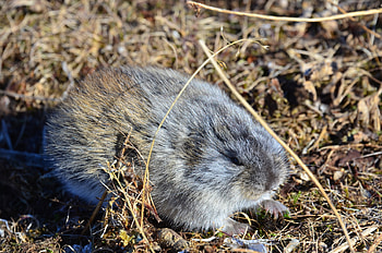 Lemming, Wrangel Island, Portenkoi lemming, Inaturalist sighting HD wallpaper