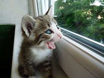 Wow! What a world!, kitten, cute, pet, window HD wallpaper
