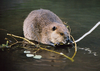 Eating, Beavers HD wallpaper