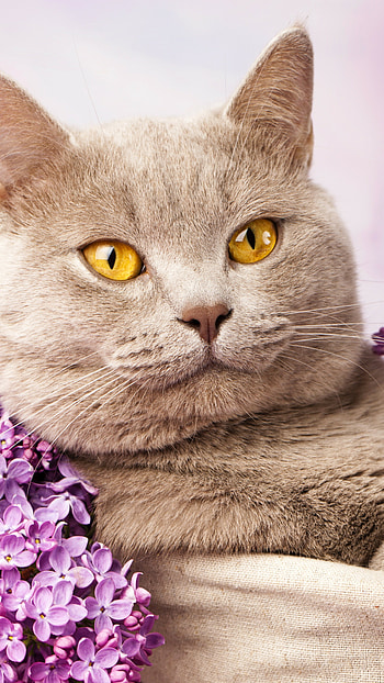 Fawn, British Shorthair HD phone wallpaper