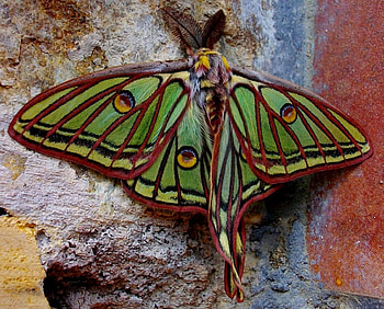 isabell moth, schmetterlinge, augenspinner, moth, nachtfalter HD wallpaper