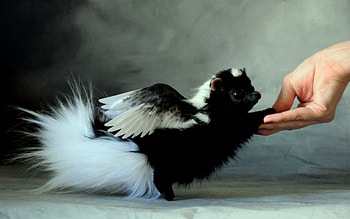 Angel Shunk Fantasy Pet, White, Pets, Black, Shunk, Wings, Fantasty, Angel HD wallpaper