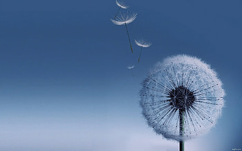 Plants, Dandelions HD wallpaper