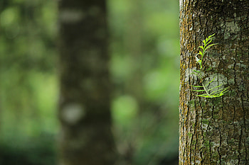 Nature Blur, DSLR Blur HD wallpaper