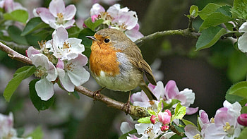 Blossom, Robin (Bird) HD wallpaper