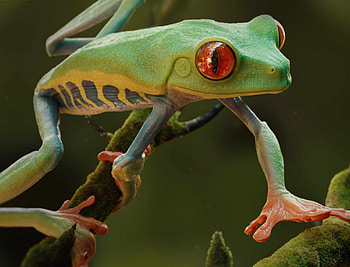 Mesmerizing 3D art, Vibrant red-eyed frog, Unique style, ZBrushCentral HD wallpaper