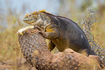 Animals, Lizard, Reptile, Claws, Monitor Lizard, Varan HD wallpaper