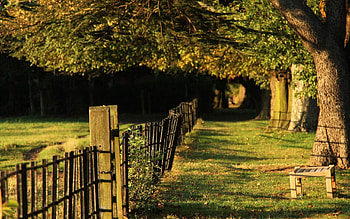 Nature, Trees, Grass, Fence HD wallpaper