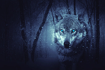 Animals, Art, Predator, Wolf, hop HD wallpaper