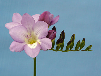 Blue sea orchid, blue background, orchid, pink, blooms HD wallpaper