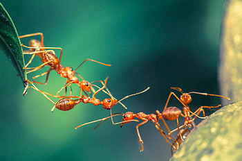 Ant , High-quality , Stunning art, Screen display HD wallpaper
