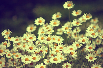 Flowers, Summer, Camomile, Field HD wallpaper