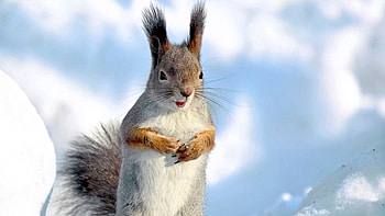 Fur White Brown Squirrel Is Standing In Blur Snow Background Squirrel HD wallpaper