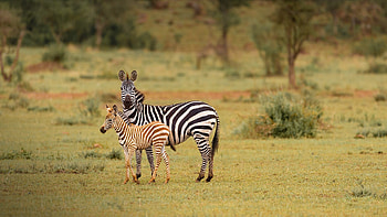 Zebras, Grumeti, Green Grass, Tanzania HD wallpaper