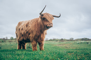 Animals, Grass, Fur, Horns, Bull HD wallpaper