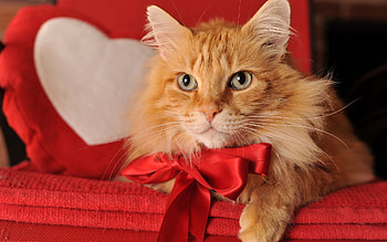 Animals, Cat, Bow, Red Cat HD wallpaper
