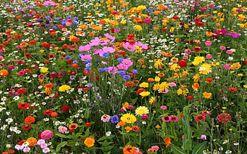 Spring, colors, nature, flowers HD wallpaper