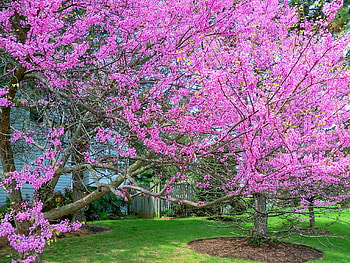 Red bud trees, pink, red bud, trees, blooms, spring, green grass HD wallpaper