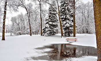 Snowy park, winter, bench, snow, branches, trees, beautiful, park HD wallpaper