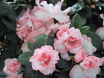 Pink flowers for you, pink, white, leaves, graphy, green, flowers HD wallpaper
