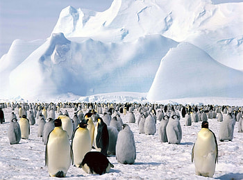 Animals, Pinguins, Snow, Mountain, Flock, North HD wallpaper