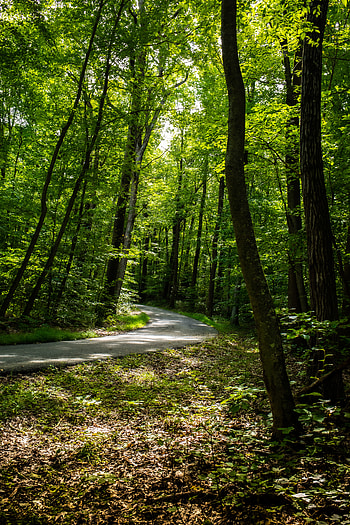 Nature, Trees, Leaves, Forest, Path HD phone wallpaper