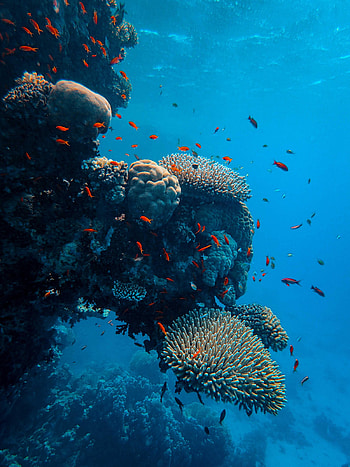 Nature, Fishes, Coral, Ocean, Underwater World HD phone wallpaper