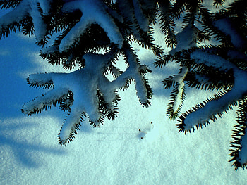 Winter (My graphy), winter, blue, white, snow HD wallpaper