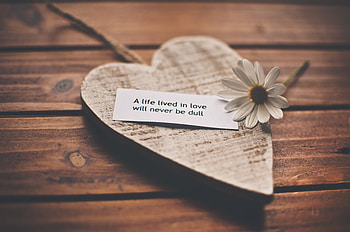Camomile, Love, Words, Life, Romance, Heart, Confession, Chamomile, Feelings HD wallpaper
