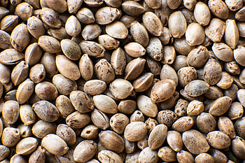 Craft hemp seed creation, Hoku & Collective's initiative, Mass appeal, Hoku Seed Co HD wallpaper