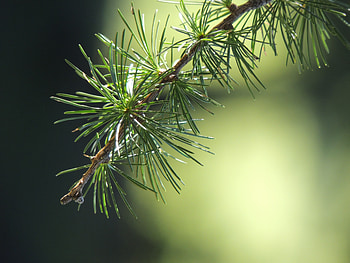 Macro, Branch, Spruce, Fir, Thorns, Prickles HD wallpaper