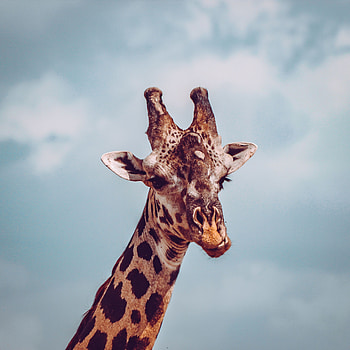 Animals, Muzzle, Cool, Giraffe, Dissatisfied, Discontented HD phone wallpaper