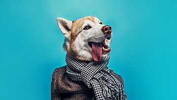 Dapper Husky, siberian-husky, animals, dog HD wallpaper