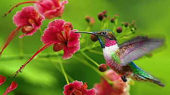 Hummingbird, Birds, Animal, Bird, Flower HD wallpaper