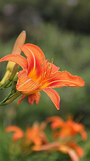 Lily, Lily Flower HD phone wallpaper