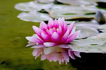 Close-up of a vibrant pink lotus flower reflecting on a tranquil pond surface. HD wallpaper