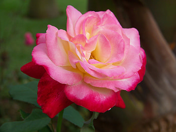 Botanical gardens Swaziland – Rose, Botanical gardens, Africa, Swaziland, Rose HD wallpaper
