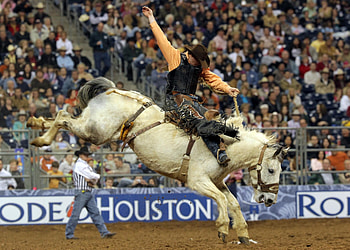 Houston Livestock Show and Rodeo, Rodeo HD wallpaper