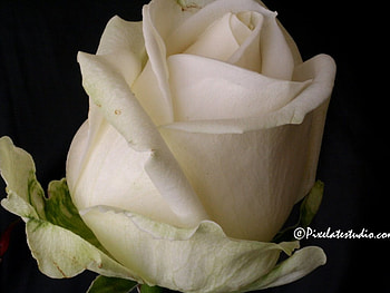 White rose, flowers, roses HD wallpaper