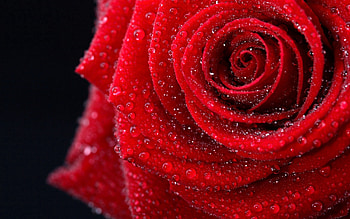 Drops, Macro, Rose Flower, Rose, Bud HD wallpaper