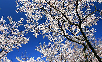 Flowers, Sky, Branches, Bloom, Flowering, Spring, Mood HD wallpaper