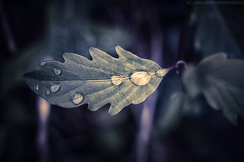 Drops, Macro, Sheet, Leaf HD wallpaper