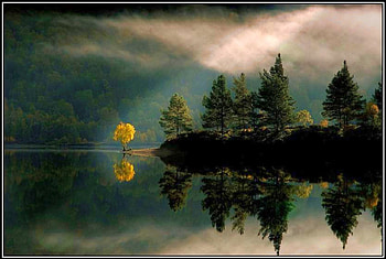 Trees in Lake, trees, beautiful, in lake HD wallpaper