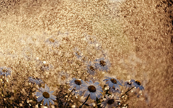 Nature, Water, Rain, Camomile, Drops, Spray HD wallpaper