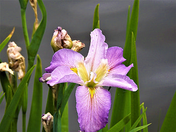 Iris, purple, flower, nature, Roma Street Patkland HD wallpaper