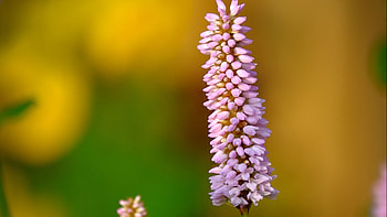 Purple Bistort Flower Macro Blur Green Yellow Background Flowers HD wallpaper