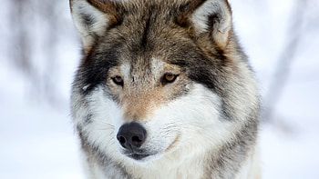Gray Wolf, Black trick wolf, Beautiful wilderness, Mesmerizing dog HD wallpaper