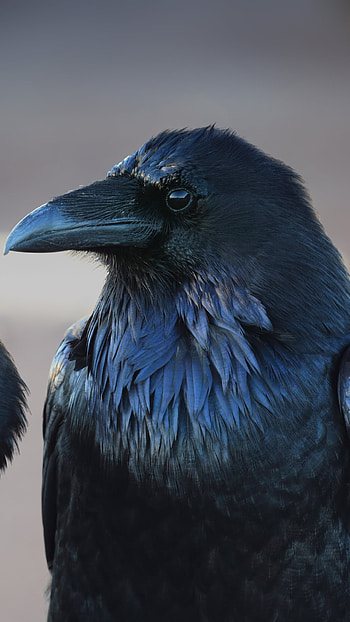 Two Crows, black, bird, Animal, crow HD phone wallpaper