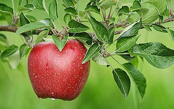 Apple Tree, Apple tree , Backgrounds HD wallpaper